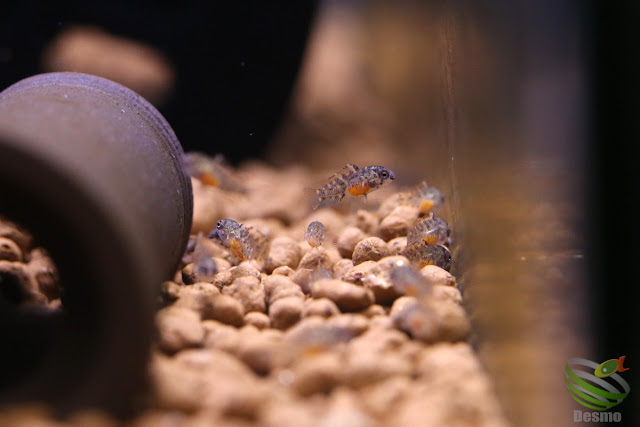 Apistogramma viejita / from Cumaribo in Colombia