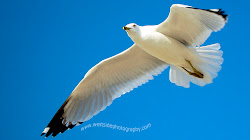 bird birds sea seagull fly aves california burung ibrah seekor side west flight ceu nao