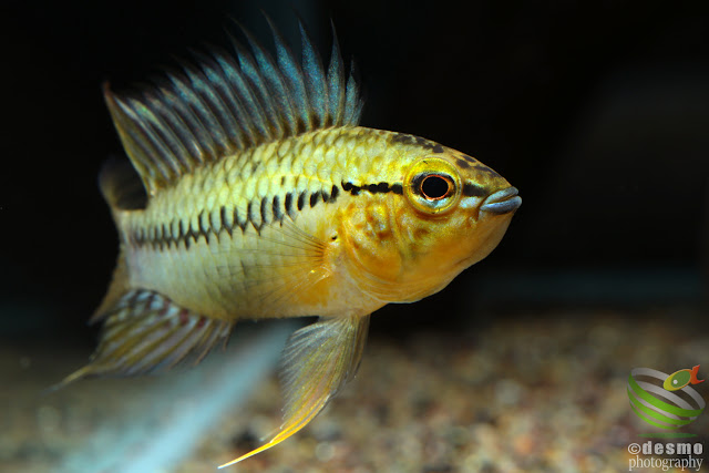 Apistogramma cf. sp. pacman