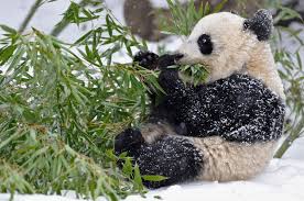 Bamboo and Plum Blossom