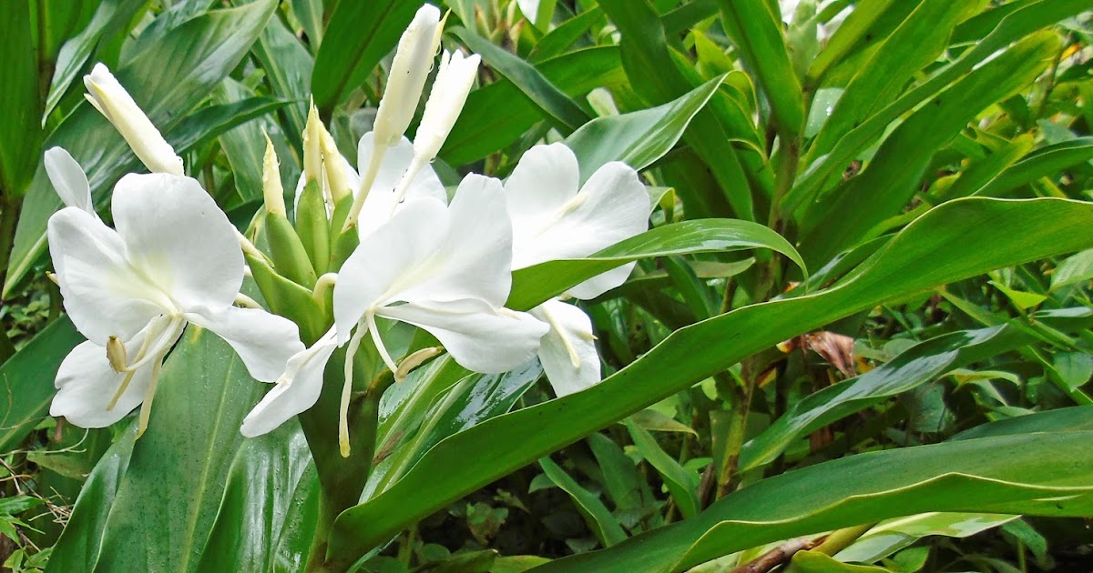 Lírio-do-brejo (Hedychium coronarium J.Koenig) | A planta da vez
