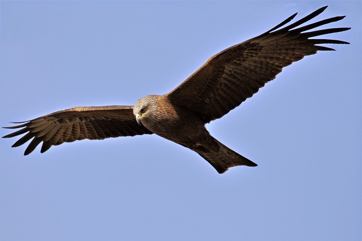 Leonardo da Vinci's black kite