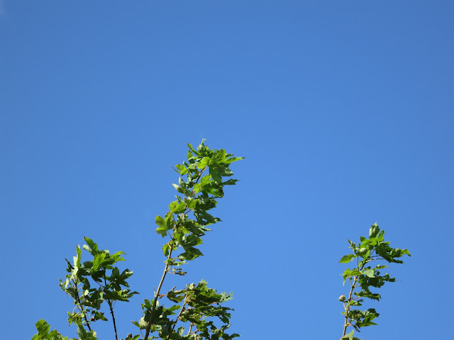 Probably a young sycamore - its leaves against a blue, blue sky