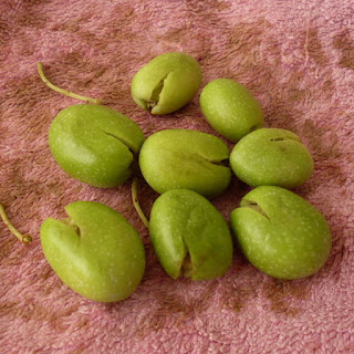 kırma zeytin yapımı Global Bilgiler