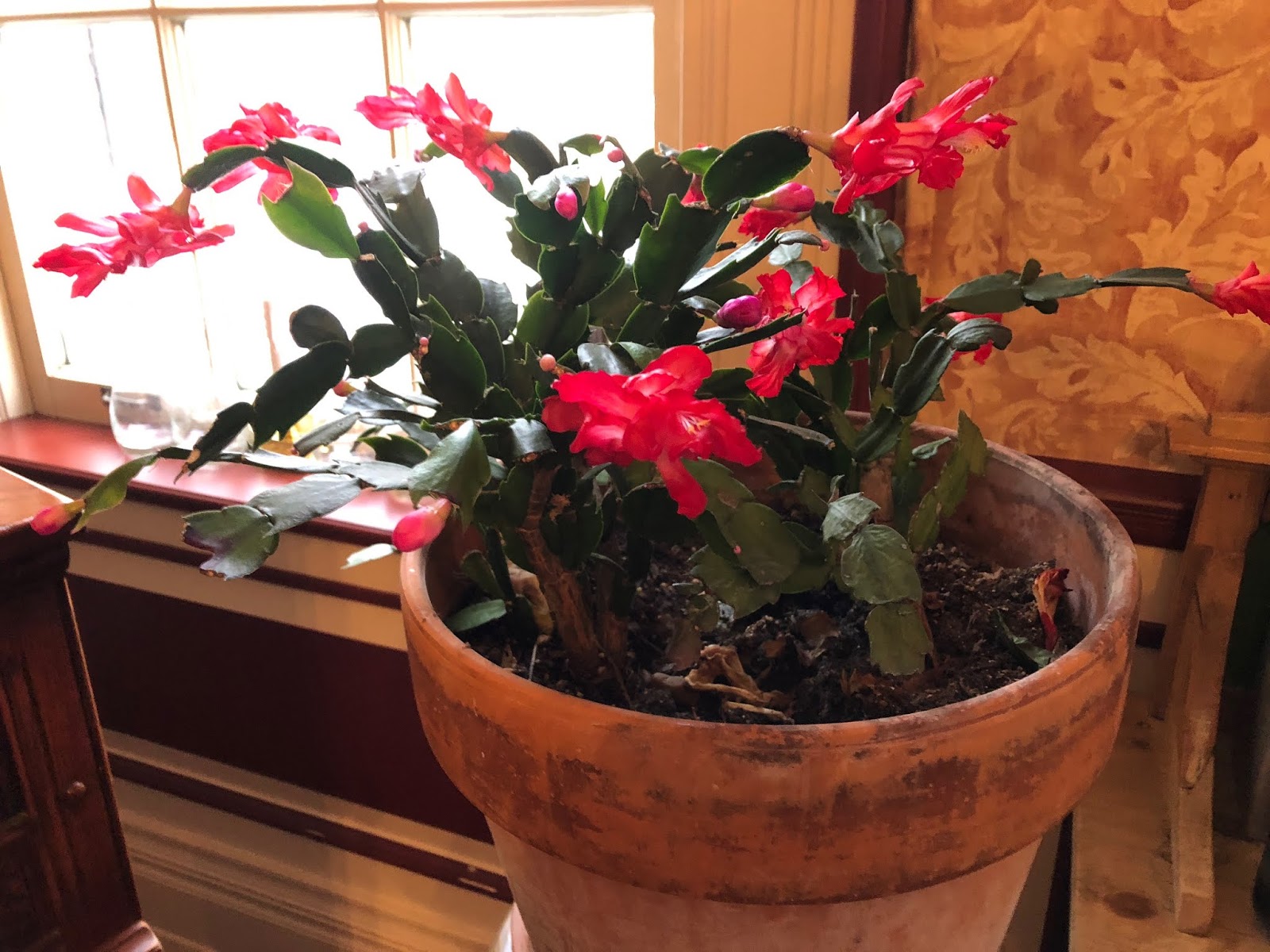 BASIL BECKY..... Gardening from the Heart Why does my Christmas Cactus