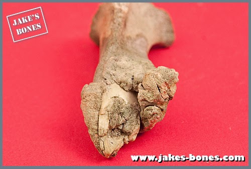 Strange bones: the broken roe deer tibia : Jake's Bones