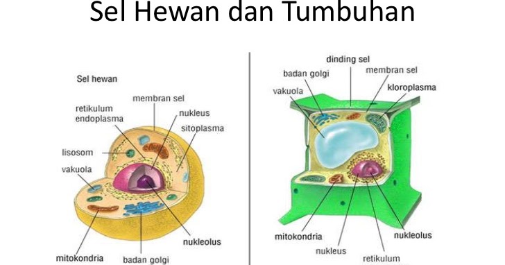 Perbedaan Sel Prokariotik Dan Eukariotik Yang Harus Diketahui Pelajaran Biologi Sekolah