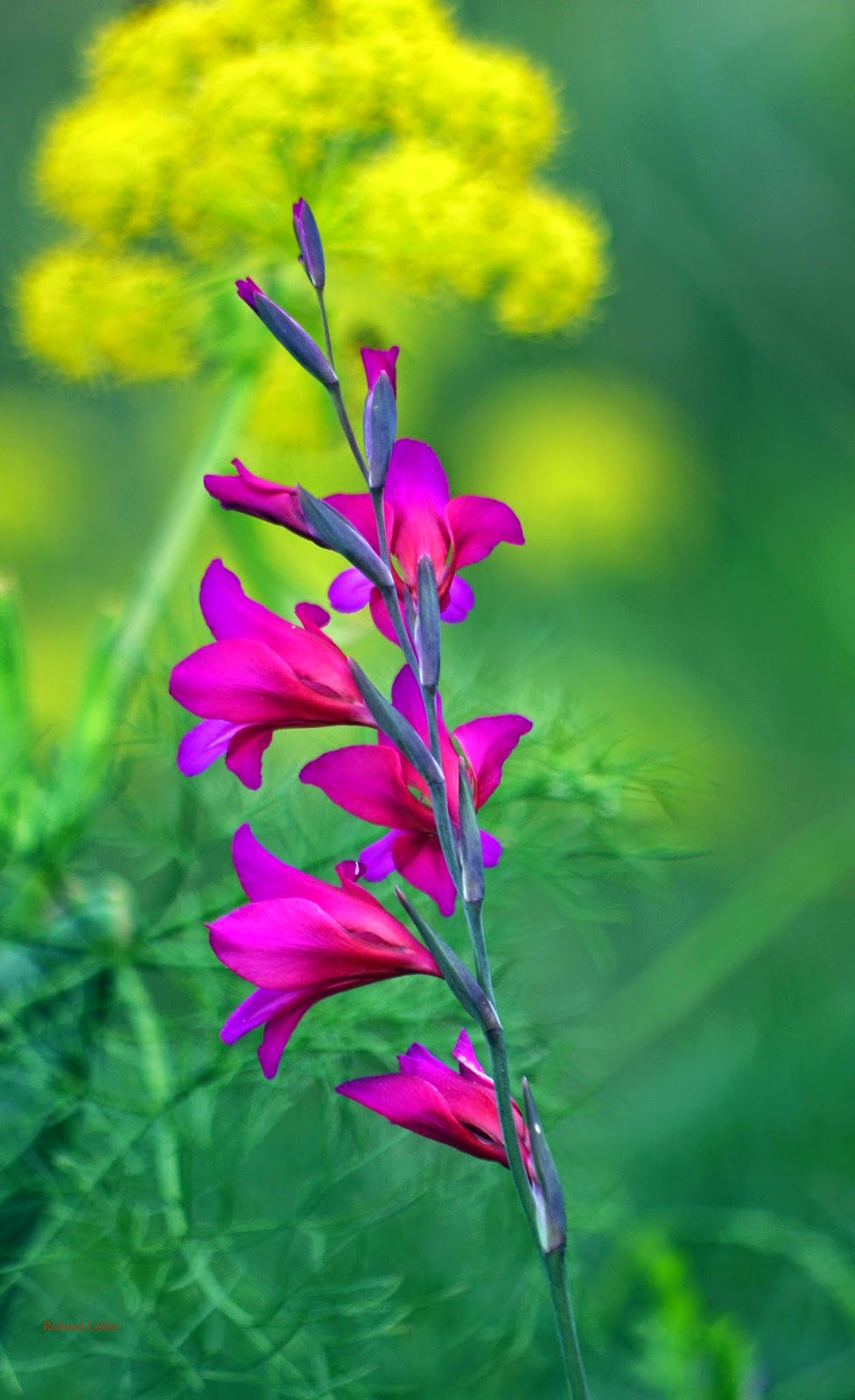 Gladiolus thesis picture