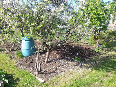 Fruit Trees On Our Allotment