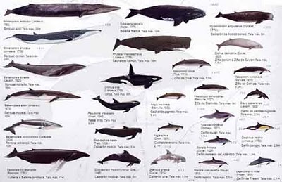 ORDEM CETACEA EBOOK ORDEM CETACEA EBOOK