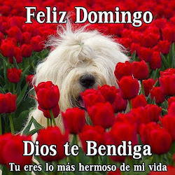 feliz domingo imagenes bonitas frases