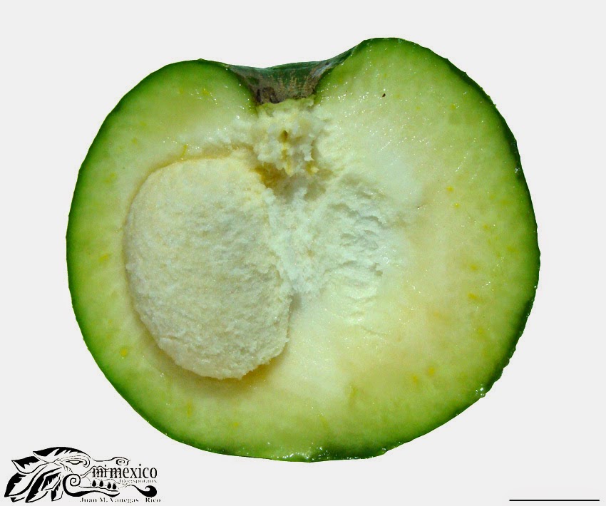 Folklore de México "Zapote blanco" Casimiroa edulis