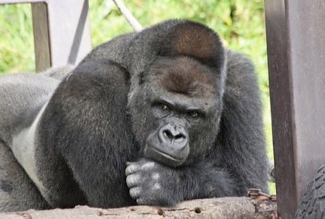 Foto do gorila Shabani