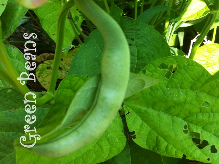 Tallah Farms How to grow green beans
