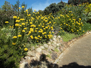 Kirstenbosch Botanical garden in Cape Town