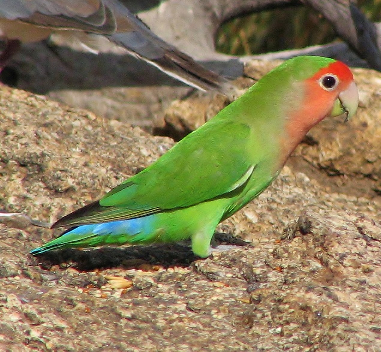 Birds of the World: Rosy-faced lovebird