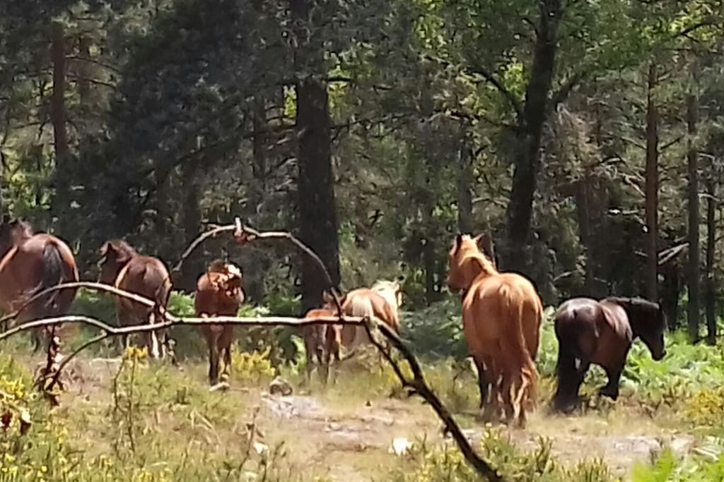 Como Portugal Como Portugal