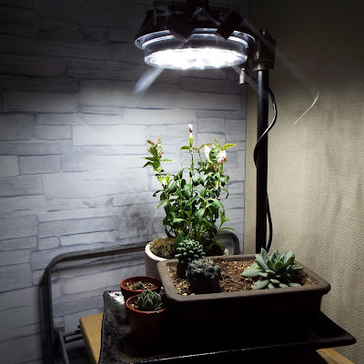 植物鑑賞スタンドで室内で育つナデシコと多肉植物