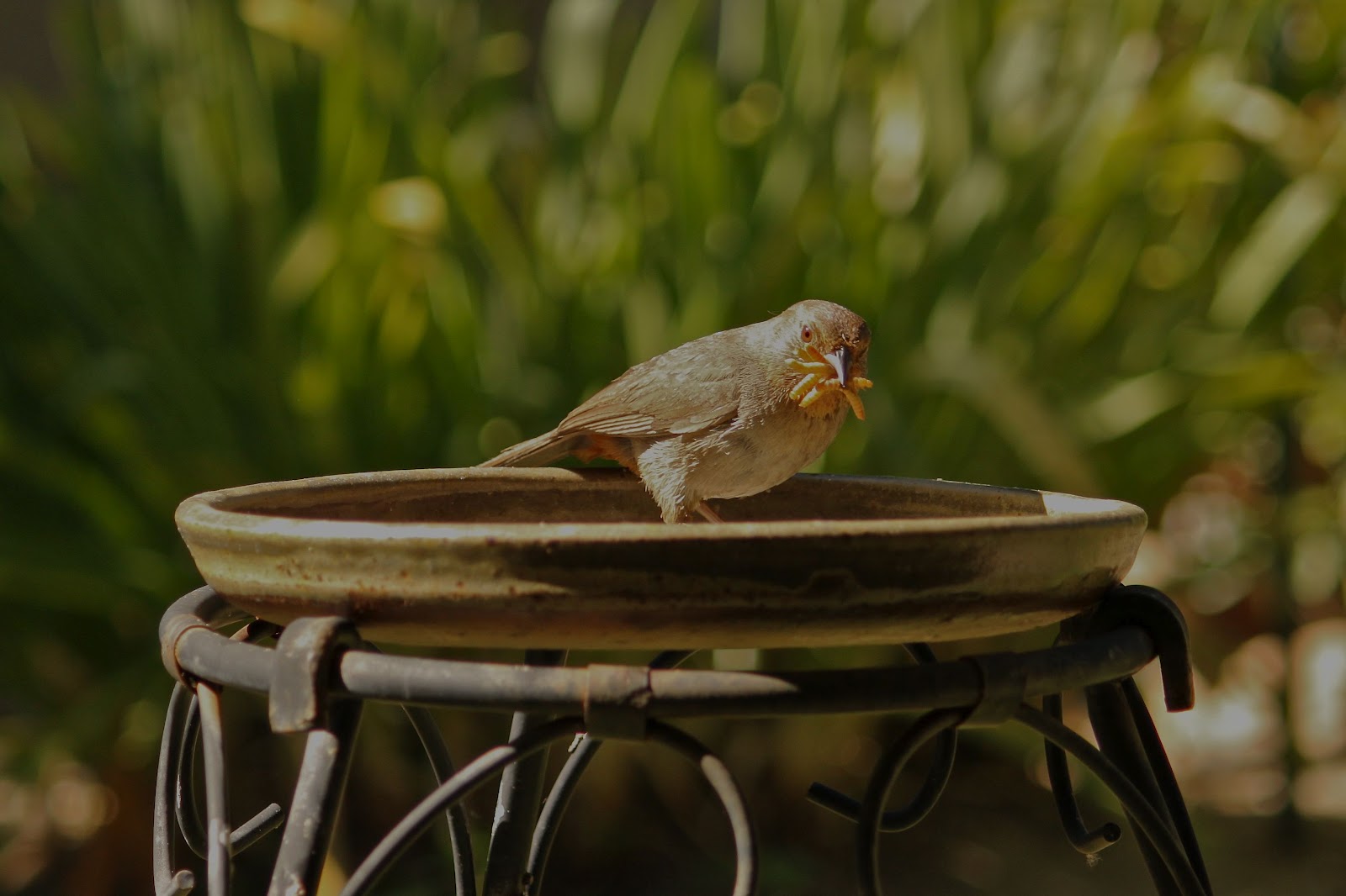 The Backyard Birder Offering mealworms helps insecteating birds in winter