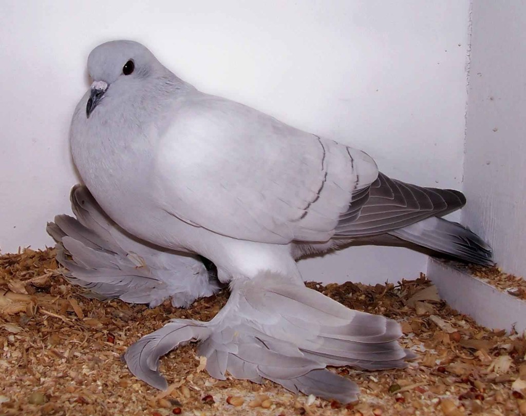 Domestic Pigeon Information and Pictures Amazing Pets For You
