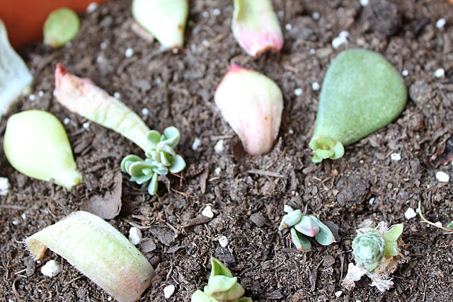Comment propager les plantes succulentes Comment propager les plantes succulentes