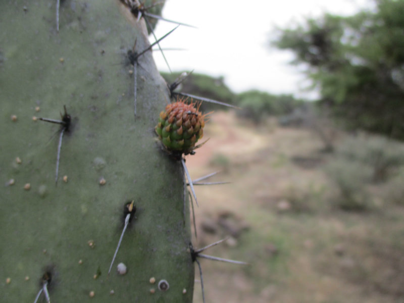 El nopal - blog 11