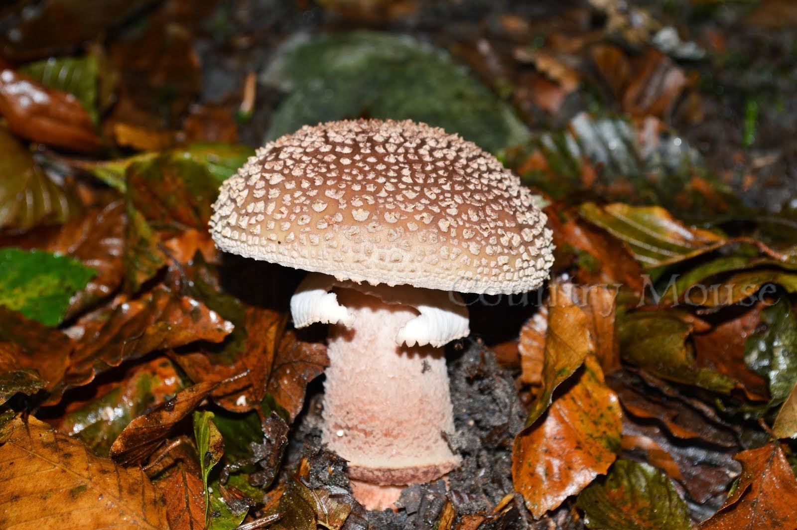 Mushroom Art and photography