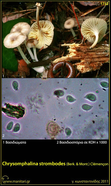 Chrysomphalina strombodes (Berk. & Mont.) Clémençon