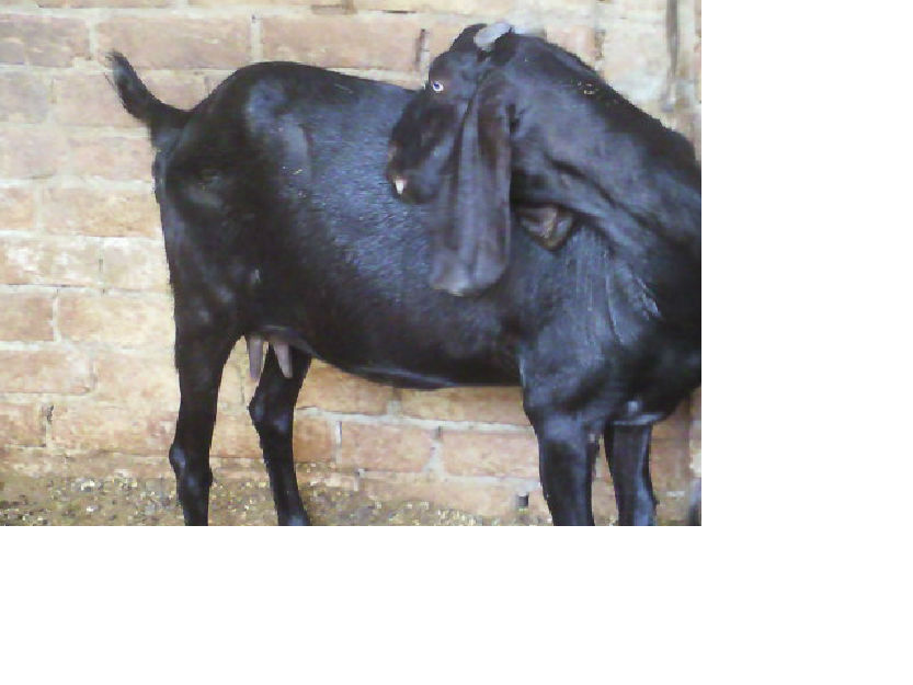 Goats for sale Lahore Rs 13,500 Pets, Animals, Birds and Pigeons