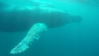 Ballena Jorobada en Mozambique