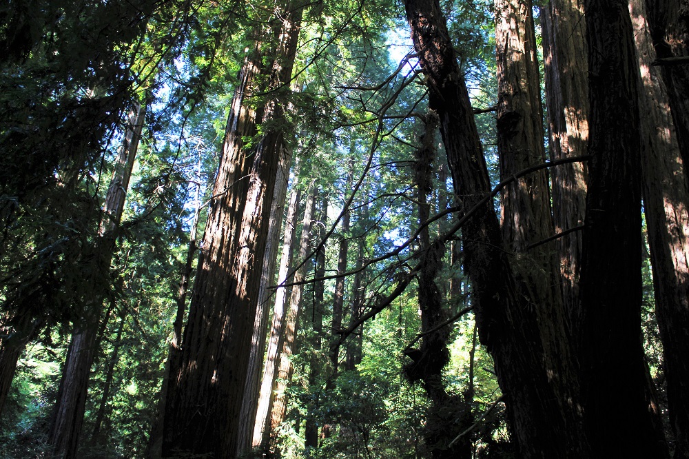 Beautiful Muir Woods, San Francisco - California travel blog