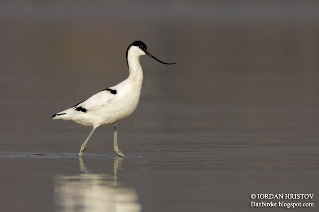 Avocet photography