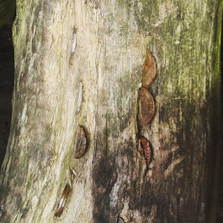money tree in Witton Wood