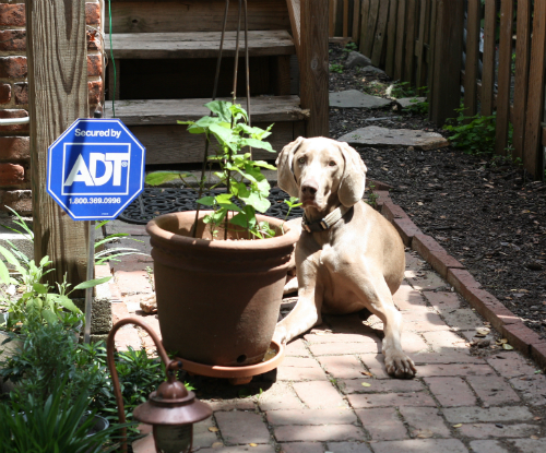 homemade frosty paws for dogs