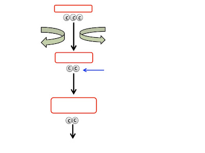 Amy Brown Science Teaching Cellular Respiration