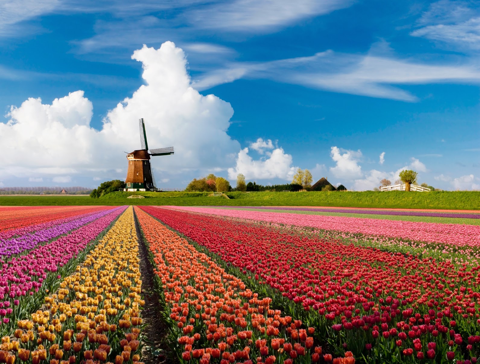 The Berbs: How to Dutch The Berbs: How to Dutch
