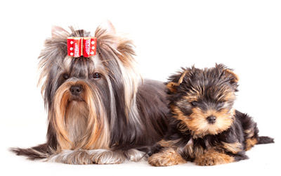 Yorkshire Terrier puppie and adult dogs - Lindos caninos