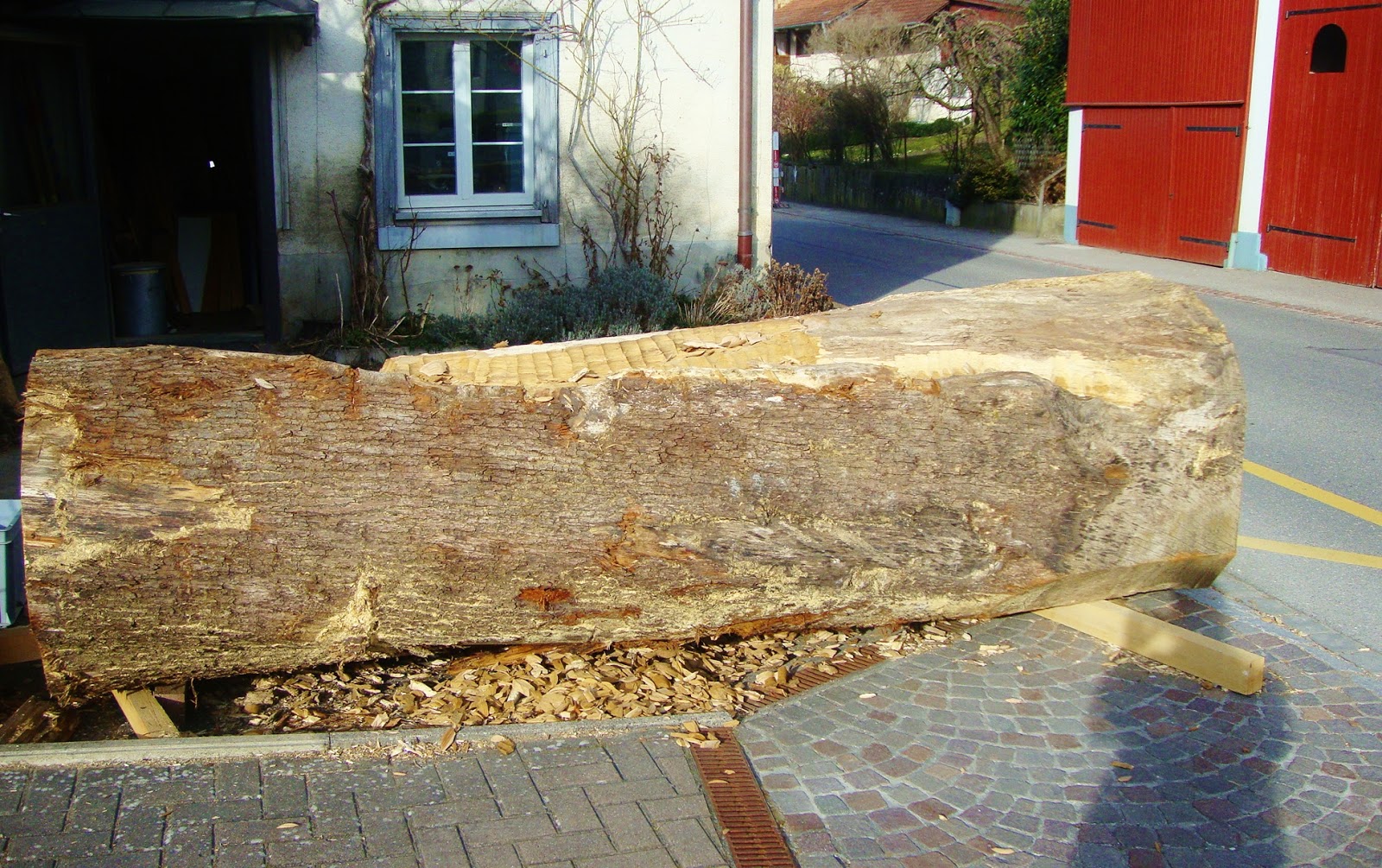 Allerlei Handwerk Der Mittelspecht im Eichenstamm