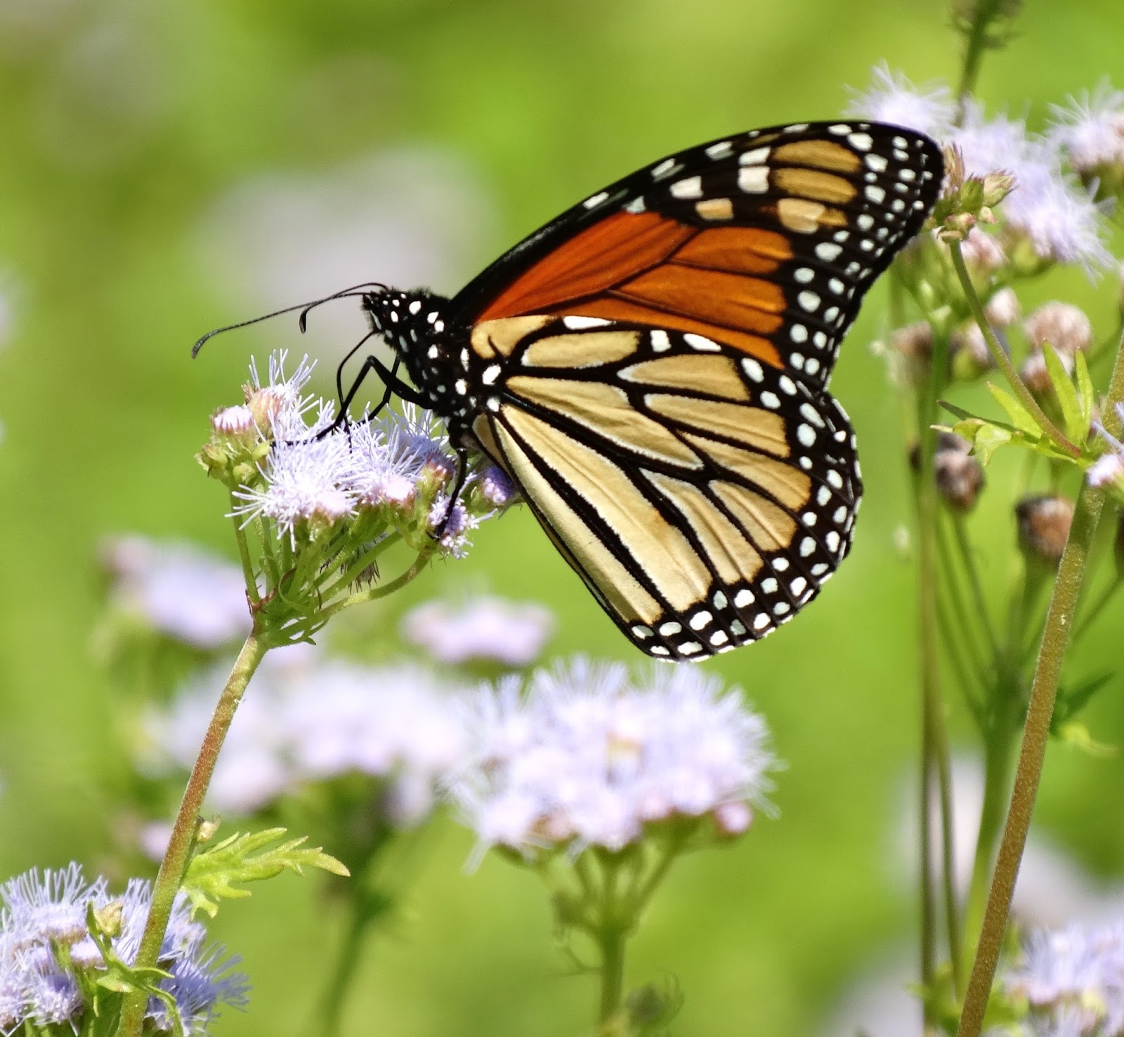 Houston in Pics Where to see wild urban butterflies in Houston At the