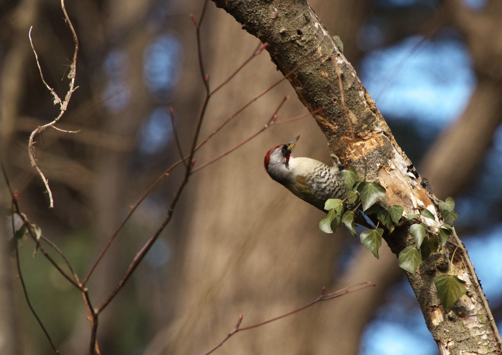 最高の父親:所有者のいない土地を見つけた男性は自分が王だと言い、娘を王女にする