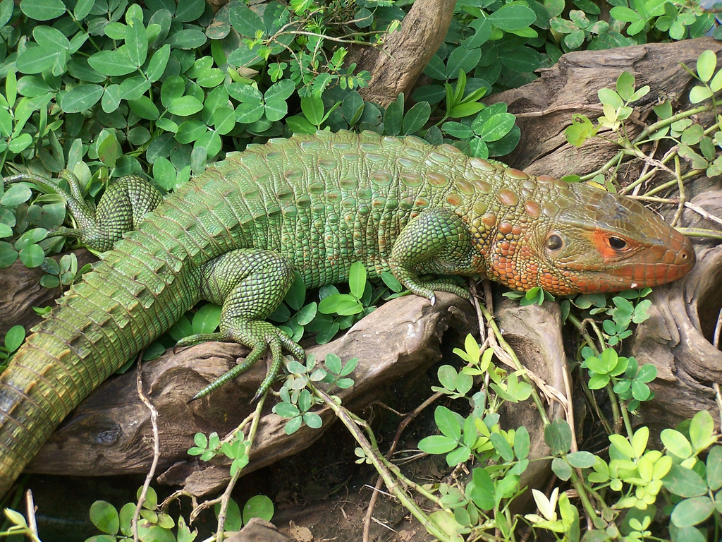 Пресмыкающееся сканворд. Dracaena guianensis. Caiman Lizard. Фауна Колумбии. Рептилии Южной Америки.