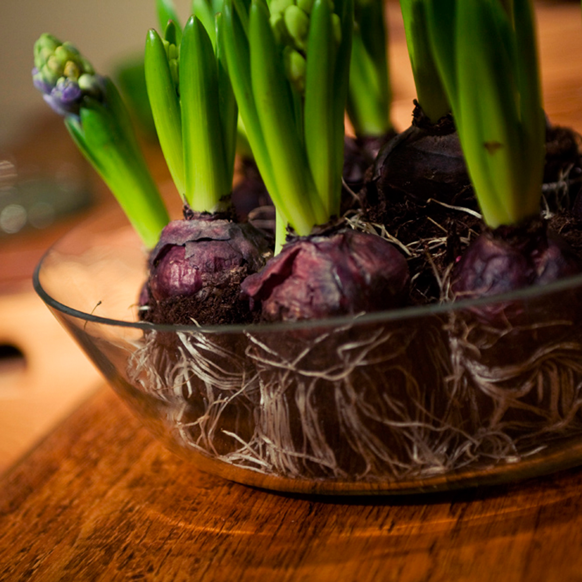 Join us to make your own bulb garden!