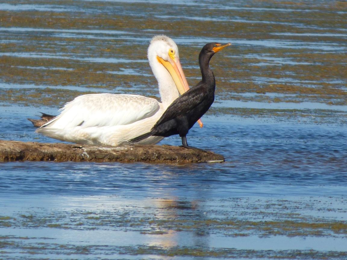 Баклан и пеликан