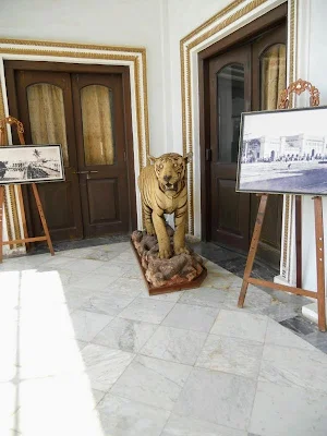Things to see in Hyderabad India: stuffed tiger at Chowmahalla Palace