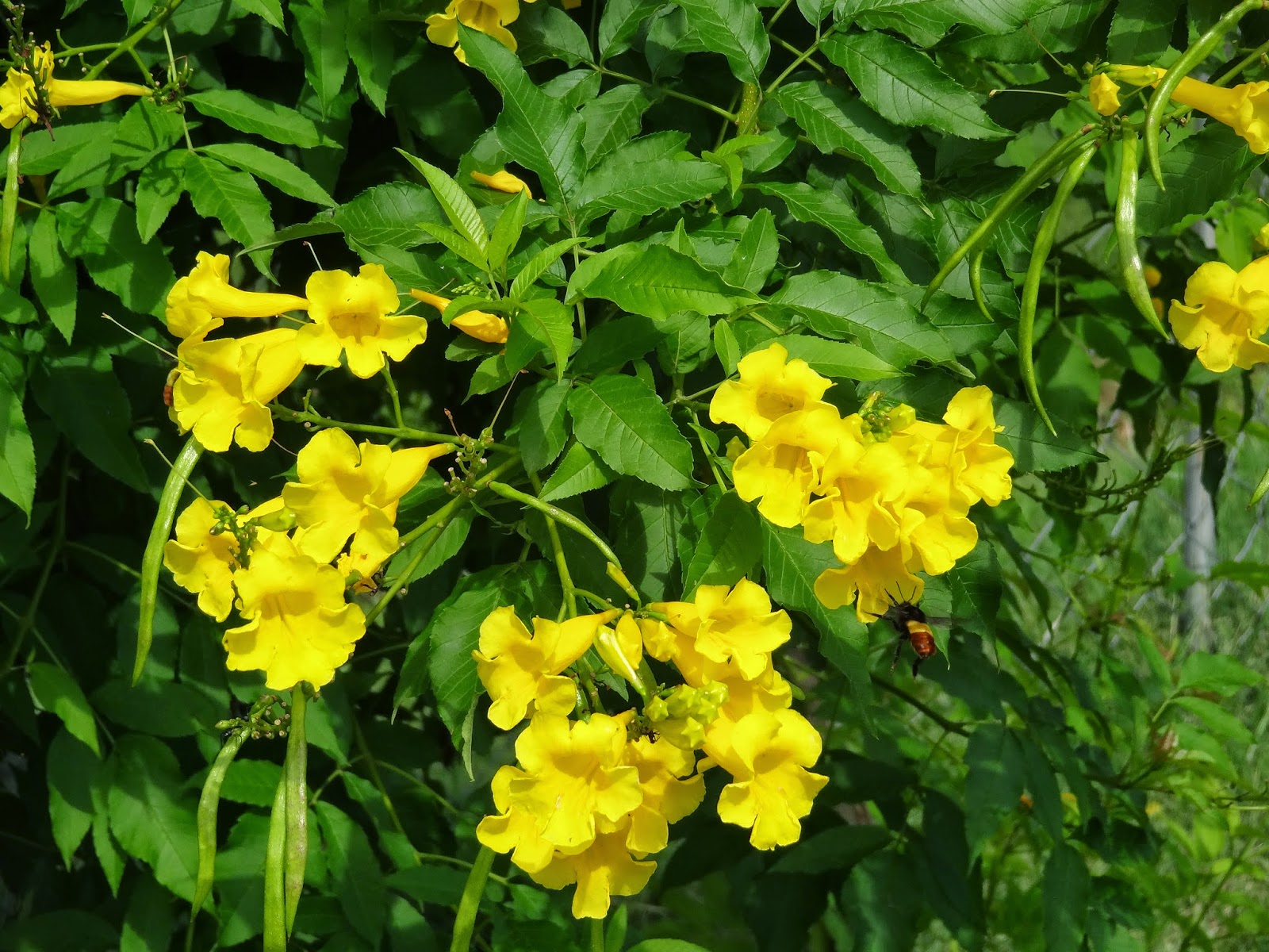 Plants of Lahore Pakistan stans Yellow trumpet flowers shrub