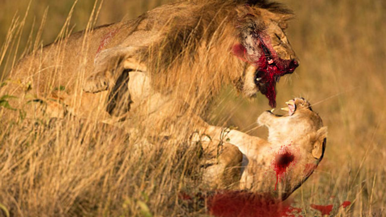 petite-lion-vs-midget-fighting-team-black