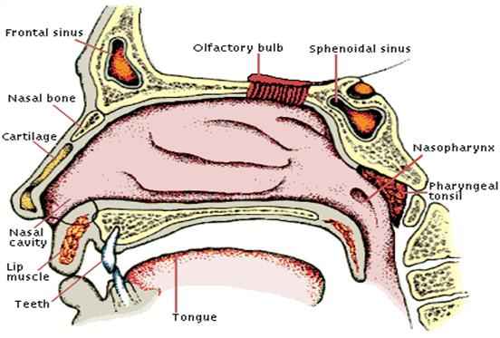 Nose Diagram with label