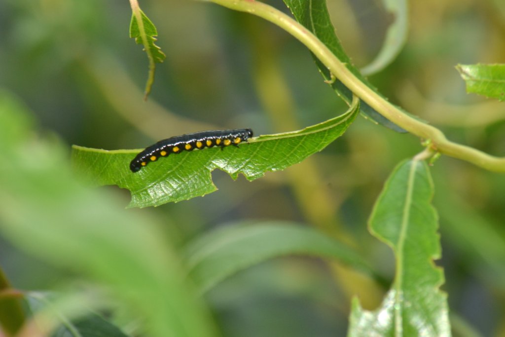 Green Caterpillar With Black Spots Ontario, JaredDavidsonPhotography