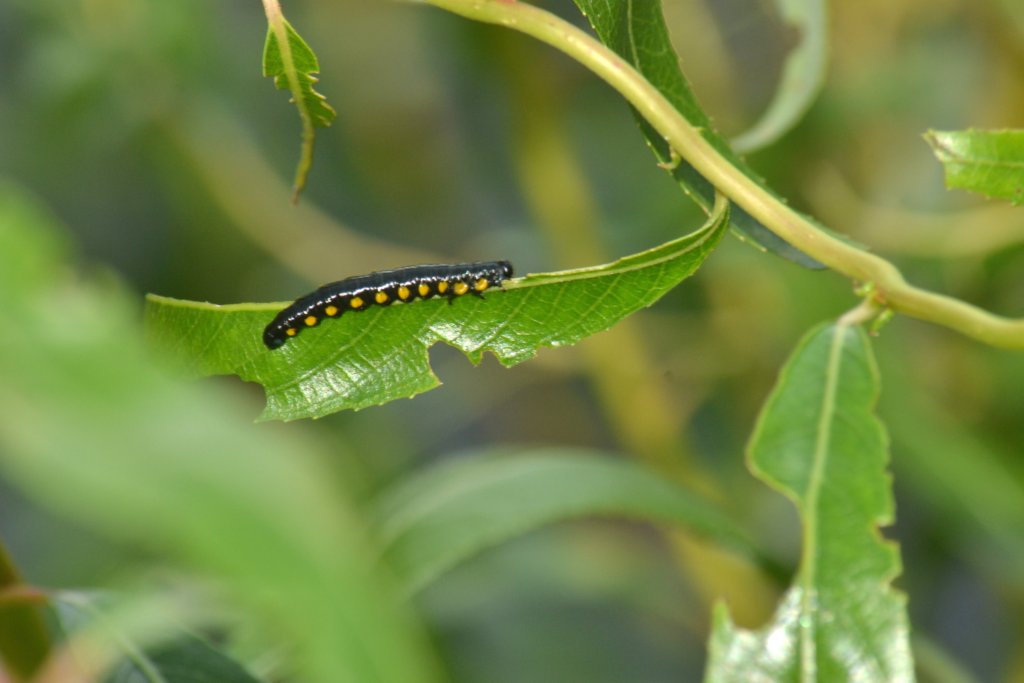 Nature Posts: When The Black Caterpillars With Yellow ...
