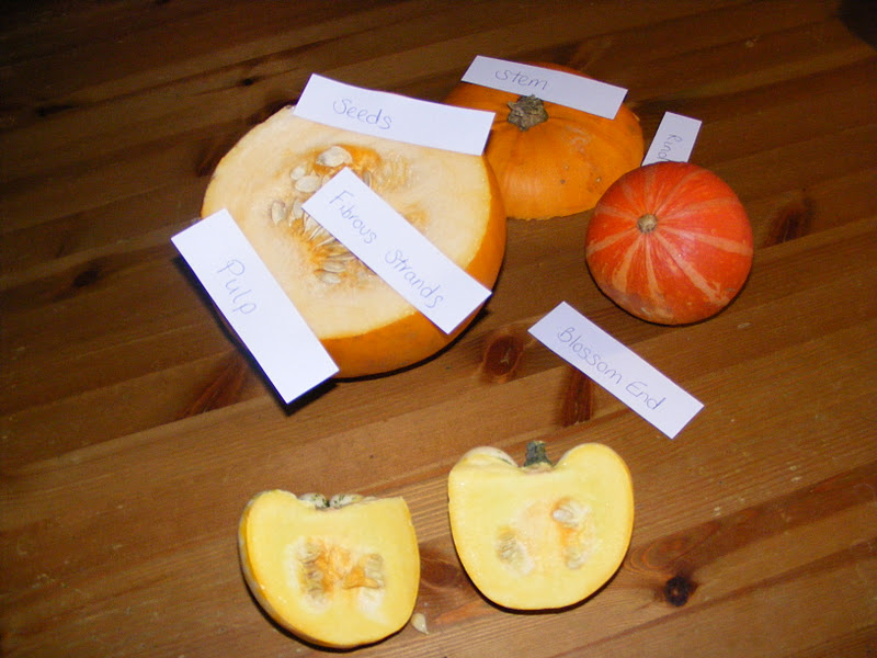 Labeling Parts of a Pumpkin (Photo from Homeschool Escapade)